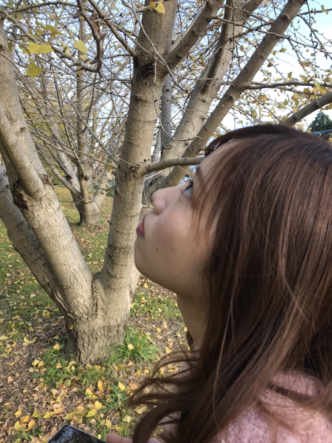 太原(たいばる)のイチョウ並木 とまちゃんブログ